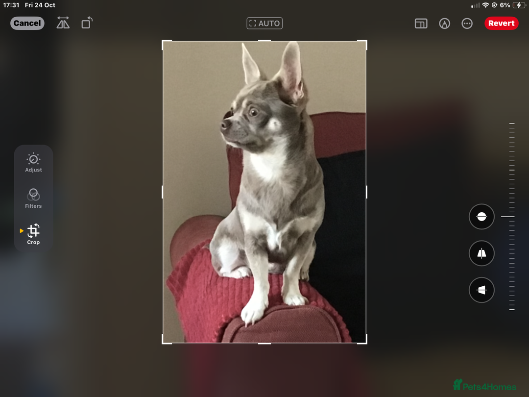 Chihuahua dogs for sale: Lilac female chihuahua - Image 1