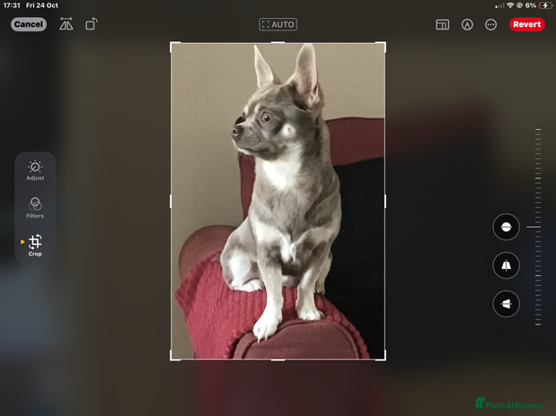 Chihuahua dogs - Advert 8