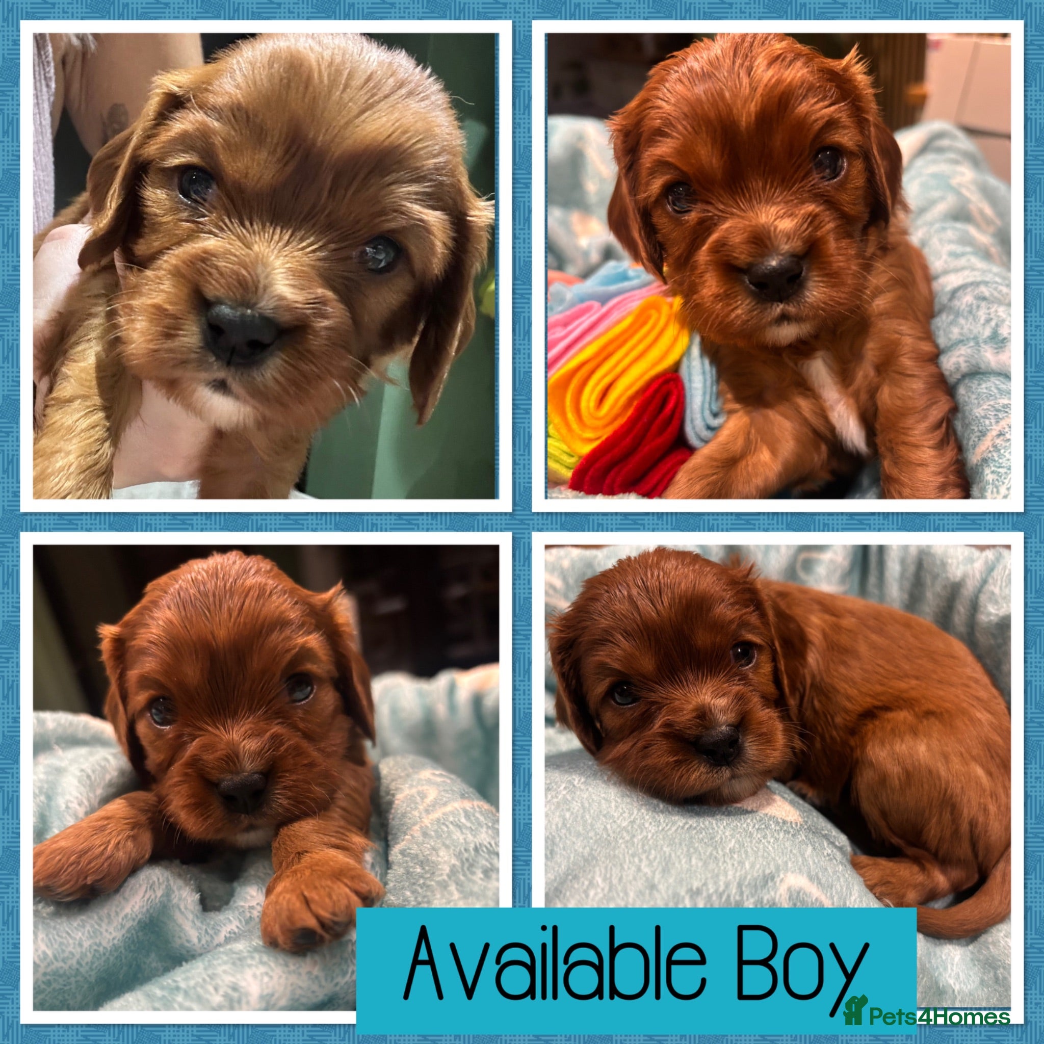 Cavalier King Charles Spaniel dogs Beautiful KC reg CKCS litter 💛  - Advert 2