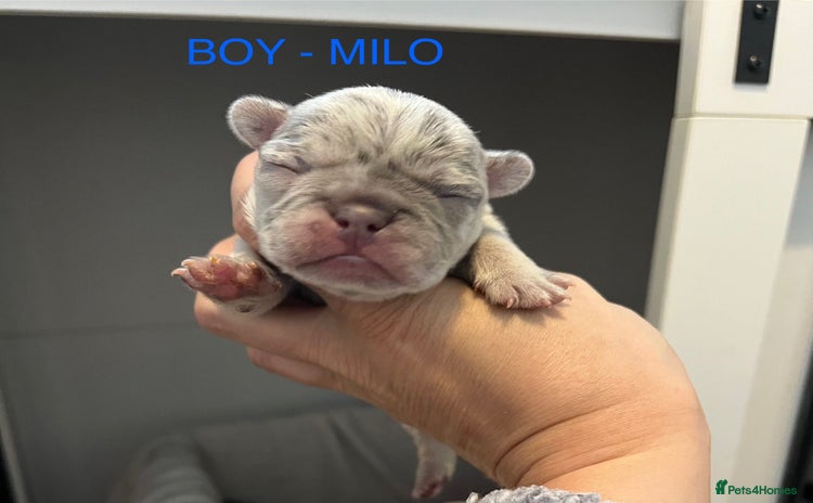 French Bulldog dogs - Advert 5