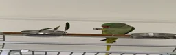 Parrots birds for sale: Aexandrine Parrot Coco in Dunfermline - Advert 3