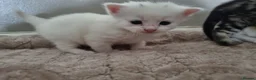 Mixed Breed cats for sale: Stunning white kitten’s for sale.  in Basingstoke - Advert 2