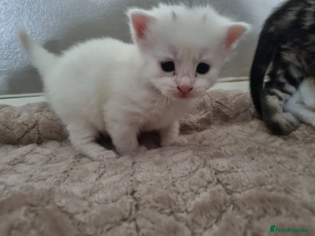 Mixed Breed cats for sale: Stunning white kitten’s for sale.  in Basingstoke - Advert 2