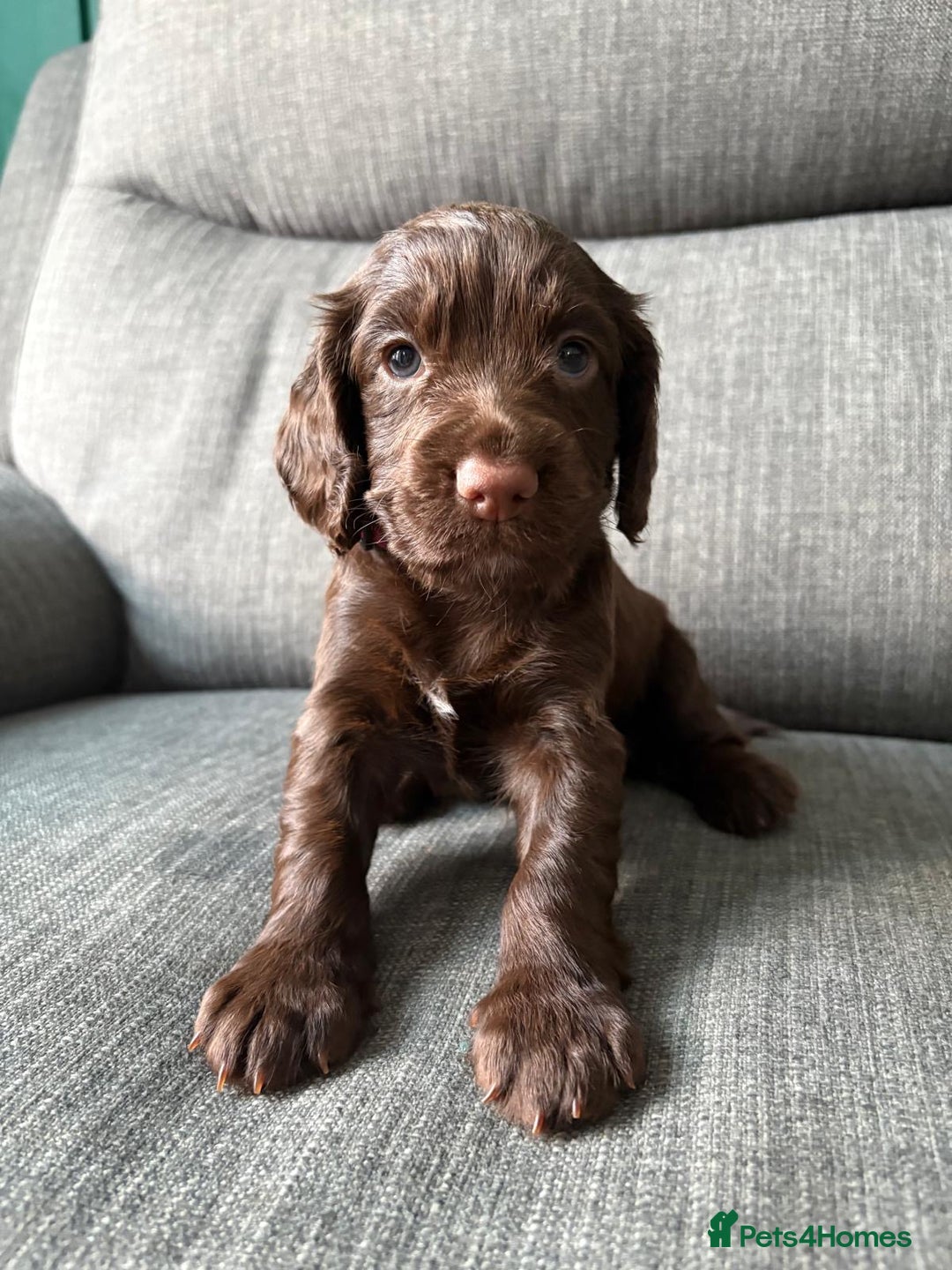 Cocker Spaniel dogs for sale: Working Cocker Spaniel puppy’s  - Advert 8