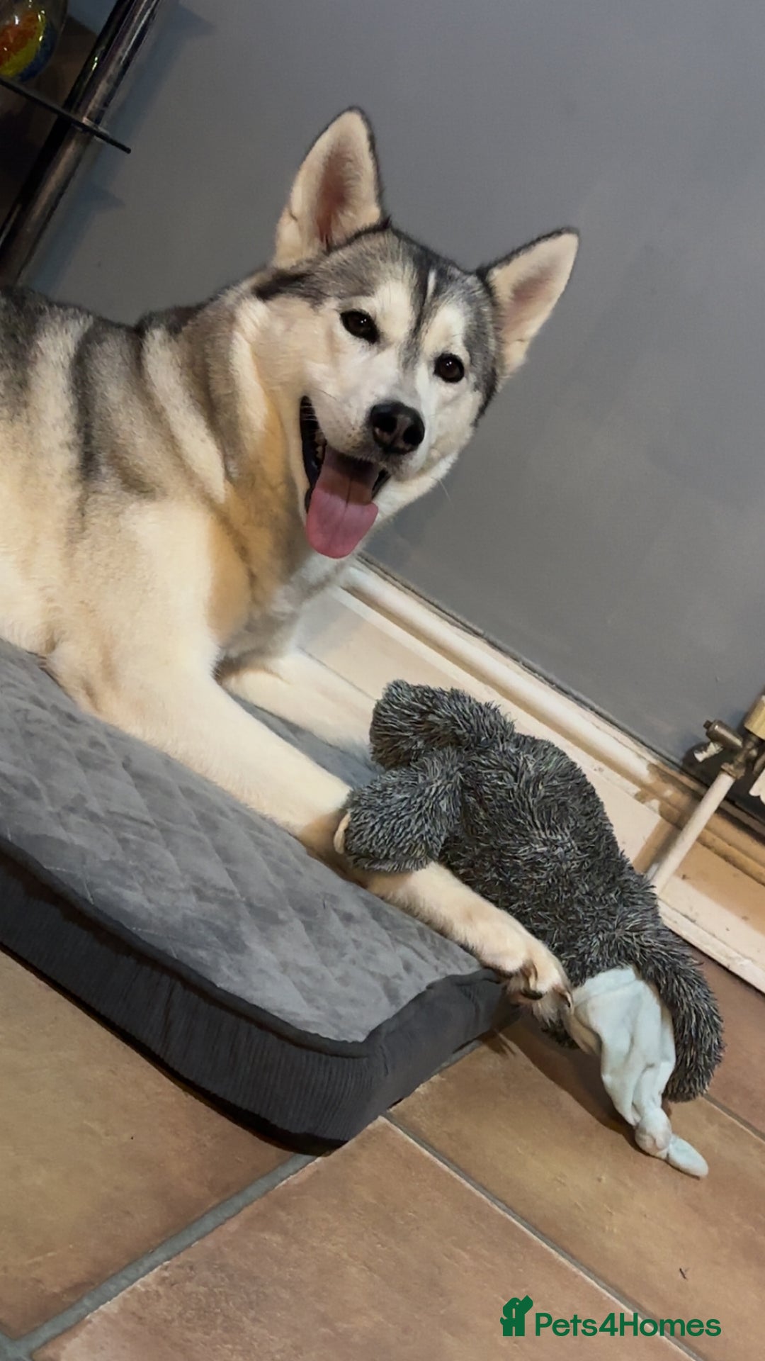 Siberian Husky dogs for sale: 3 year old Siberian husky* - Advert 4