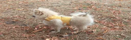 Pomeranian dogs for sale: Beautiful pomeranian puppies - Advert 8