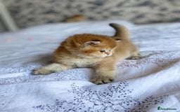 British Shorthair cats for sale: 🔥Champion Line Golden British Shorthair Kittens🔥 - Image 7