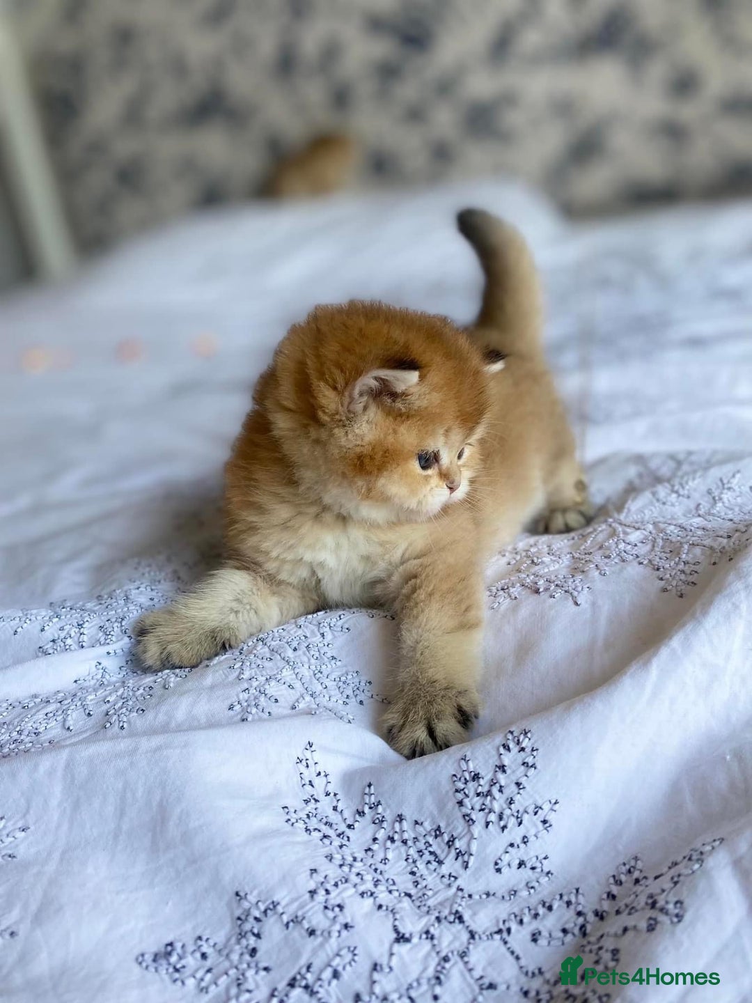 British Shorthair cats for sale: 🔥Champion Line Golden British Shorthair Kittens🔥 - Image 7