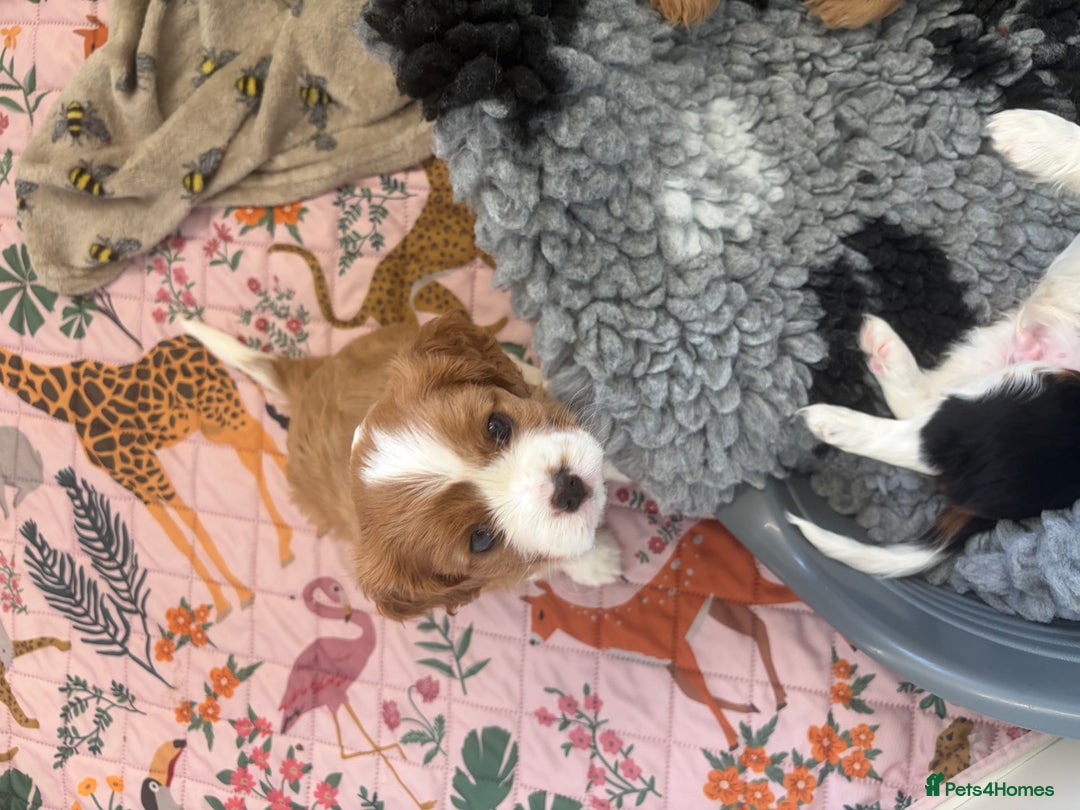 Cavalier King Charles Spaniel dogs for sale: Beautiful Cavalier King Charles Puppies - Advert 10