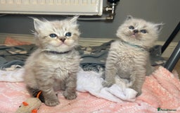 Ragdoll cats for sale: 💫Pedigree Cherubim Ragdolls💫 - Image 10