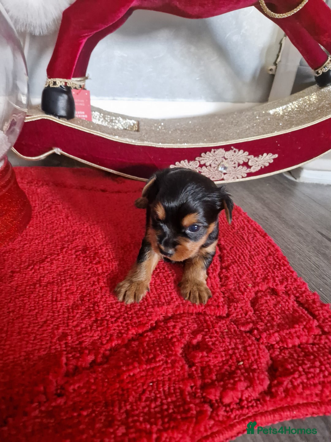 Yorkshire Terrier dogs for sale: Yorkshire terrier pure breads - Advert 7