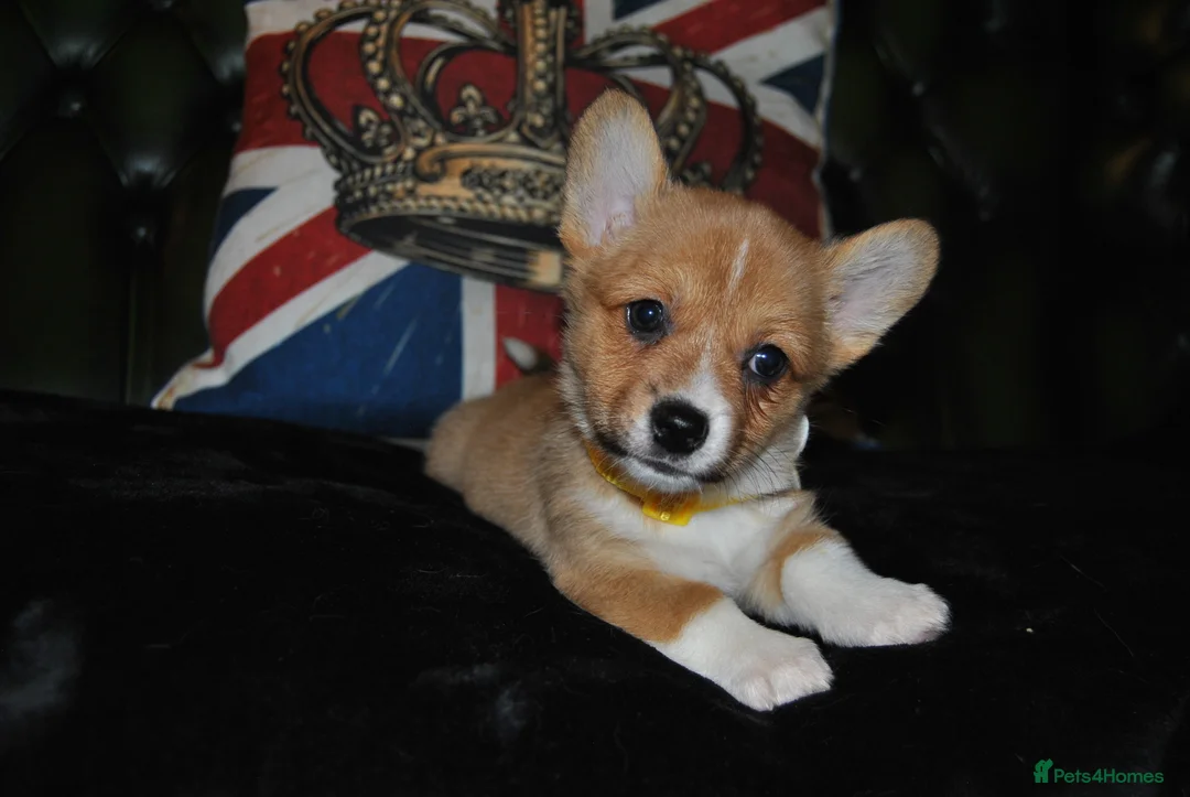 Welsh Corgi Pembroke dogs for sale: Are Beautiful Girls Storm/Darling/Petal - Advert 25