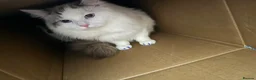 Ragdoll cats for sale: Ragdoll Kittens Ready Now – Birmingham in Birmingham - Advert 30