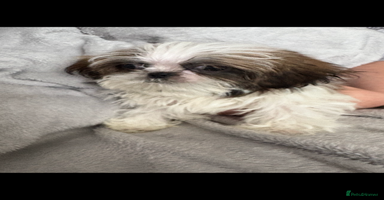 Shih Tzu dogs - Advert 13