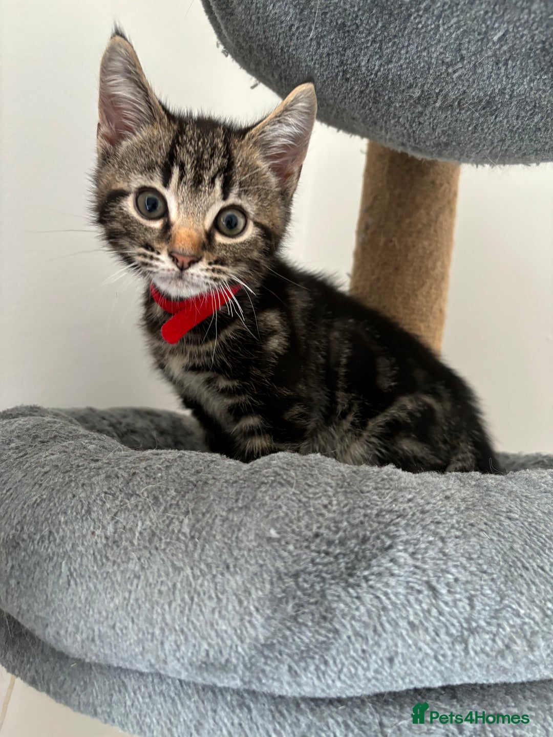 American Shorthair cats for sale: Ready to leave 2 boy kittens left  in Ilford - Image 7