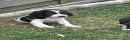 English Springer Spaniel dogs for sale: Springer spaniel pups in Abergavenny - Advert 3