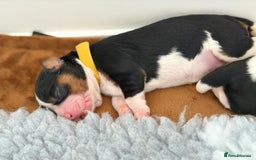 Cavalier King Charles Spaniel dogs for sale: Beautiful Cavalier King Charles Puppies - Image 2