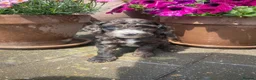 Cockapoo dogs for sale: Beautiful Litter of F1B Cockapoos🐶 - Advert 30