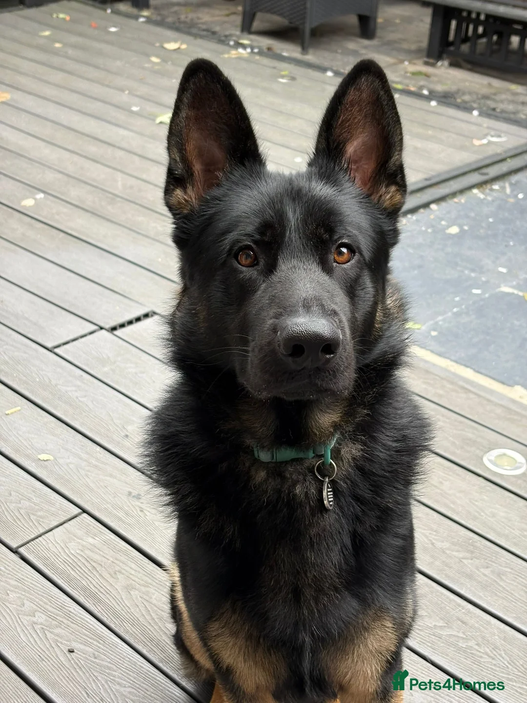 German Shepherd dogs for sale: German Shepherd in Rochdale - Advert 2