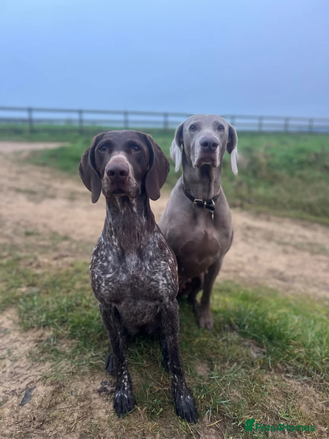 German Shorthaired Pointer dogs for sale: KC GSP puppies due  in Mitcheldean - Advert 1