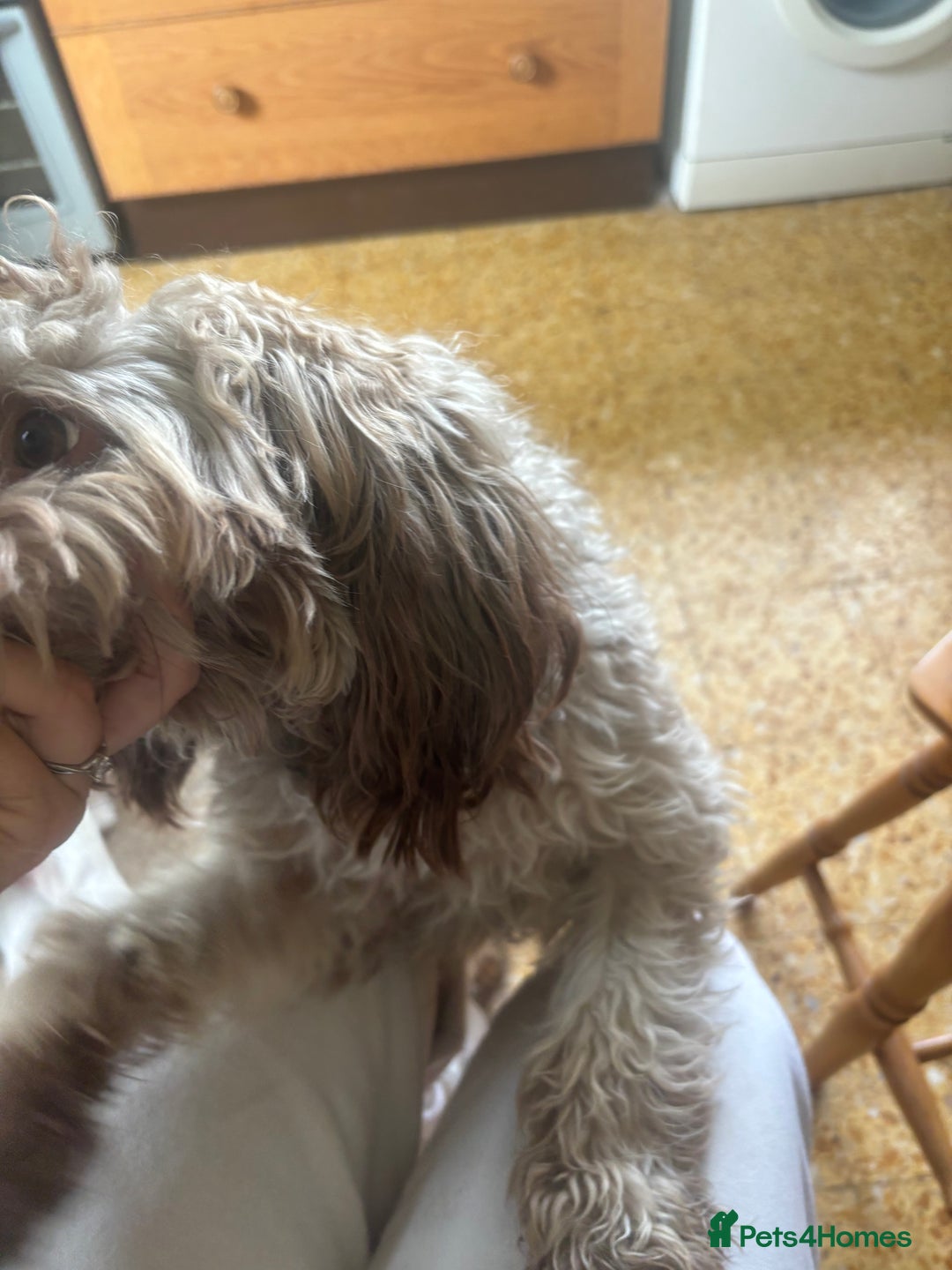 Mixed Breed dogs for sale: Archie - Image 6