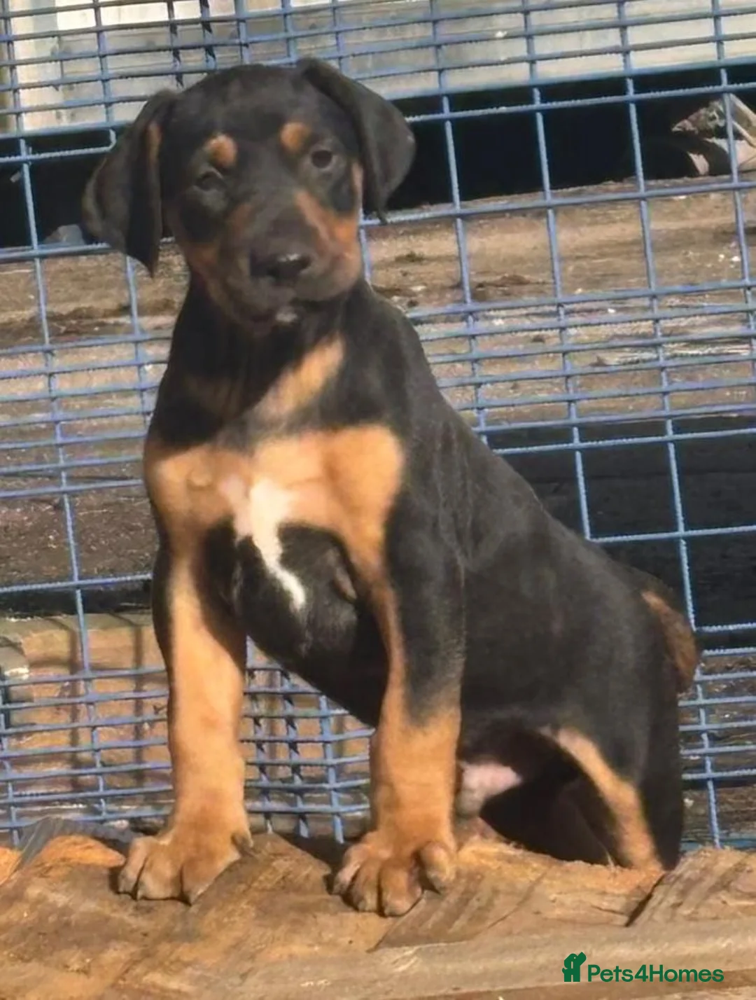 Mixed Breed dogs for sale: Lurcher x dobermen in Doncaster - Advert 19