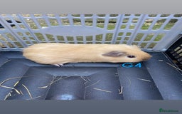 Guinea Pig rodents for sale: Baby guinea pigs for sale, various breeds - Image 14