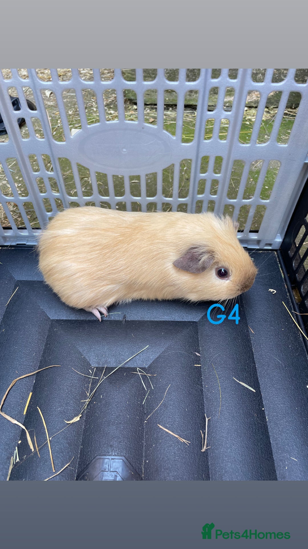 Guinea Pig rodents for sale: Baby guinea pigs for sale, various breeds - Image 14