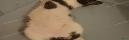 Mixed Breed cats for sale: Male kitten 1 month – boy - Advert 4