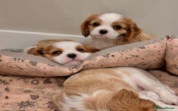 Cavalier King Charles Spaniel dogs for sale: High quality Cavalier King Charles Spaniel Puppies - Image 13