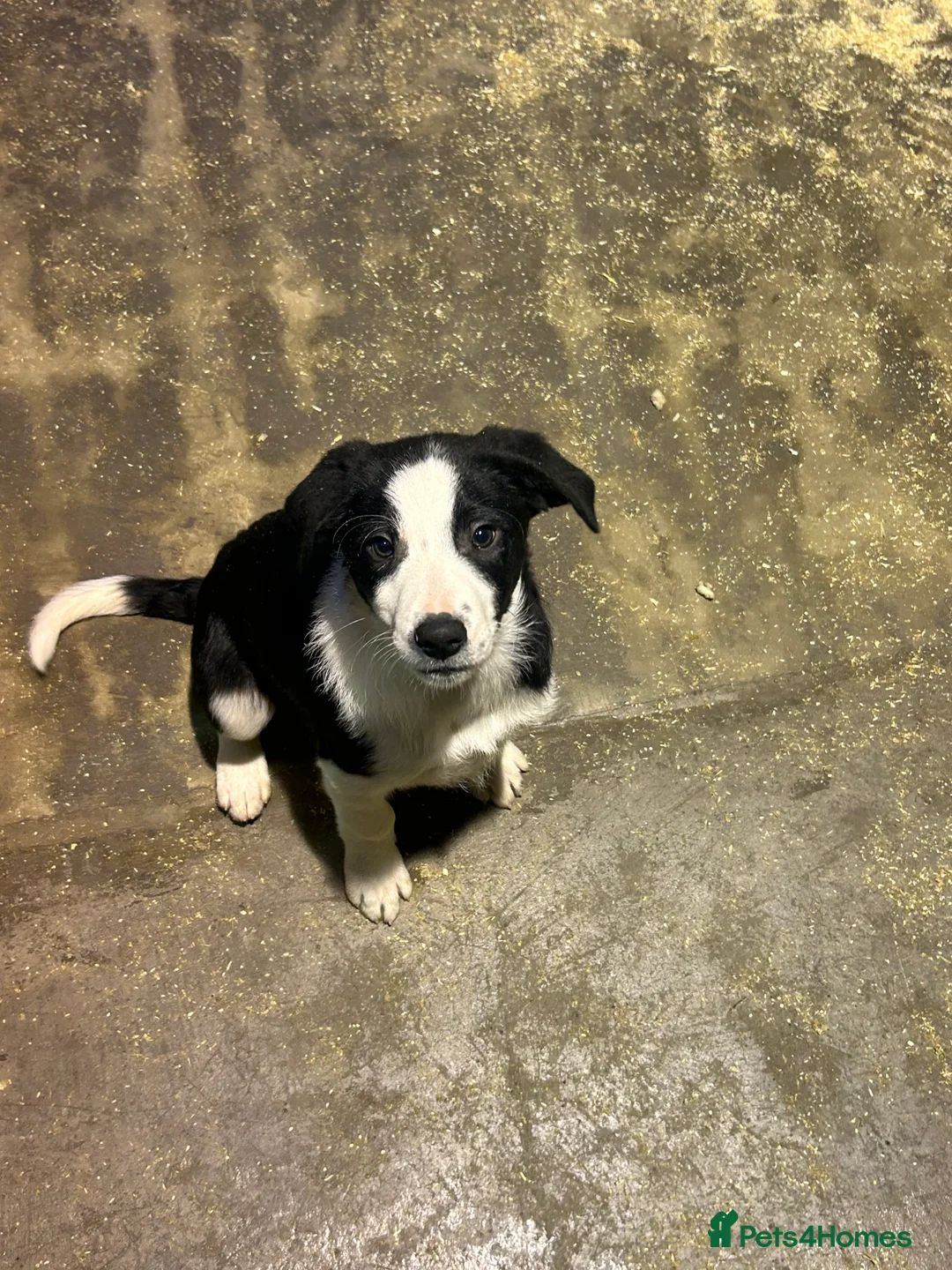Border Collie dogs for sale: Working Border Collie puppies  - Advert 29