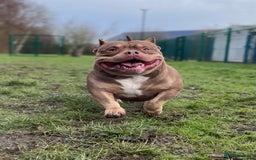 American Bully dogs for sale: American Bully Puppies  - Image 2