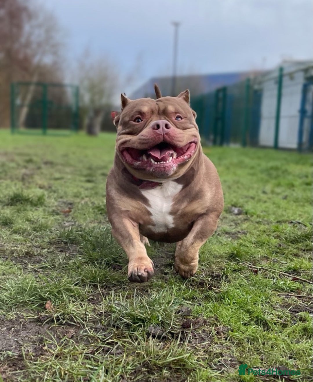 American Bully dogs for sale: American Bully Puppies  - Image 2