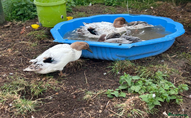 Ducks poultry - Advert 1