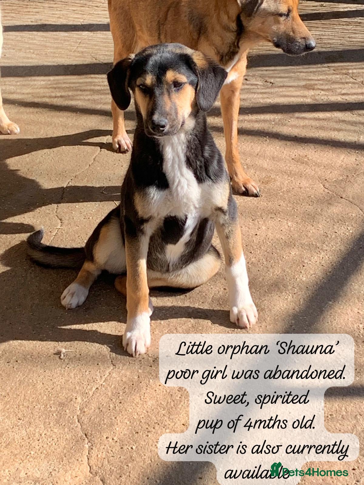 Mixed Breed dogs Shauna, 6 months approx. Available for adoption. - Advert 2