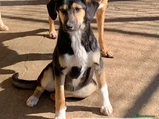 Mixed Breed dogs Shauna, 6 months approx. Available for adoption. - Advert 2