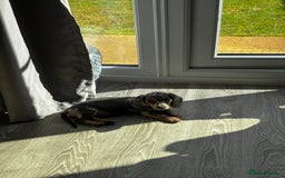 Miniature Dachshund dogs for sale: Miniature dachshund 11 weeks  - Image 4