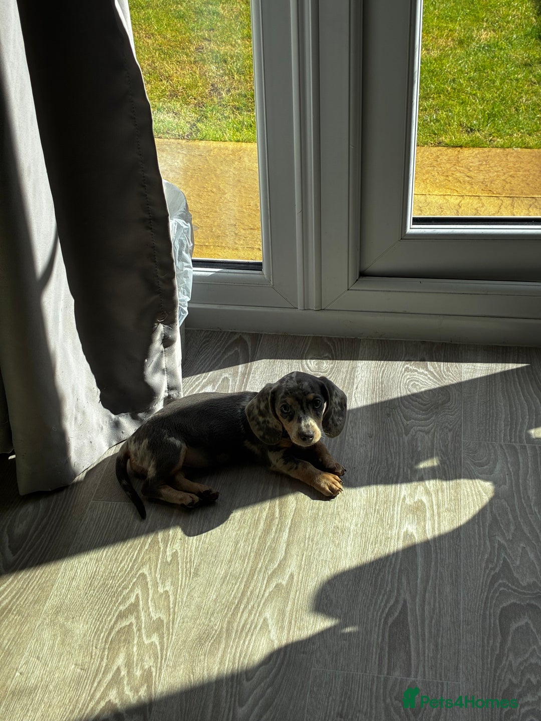 Miniature Dachshund dogs for sale: Miniature dachshund 11 weeks  - Image 4