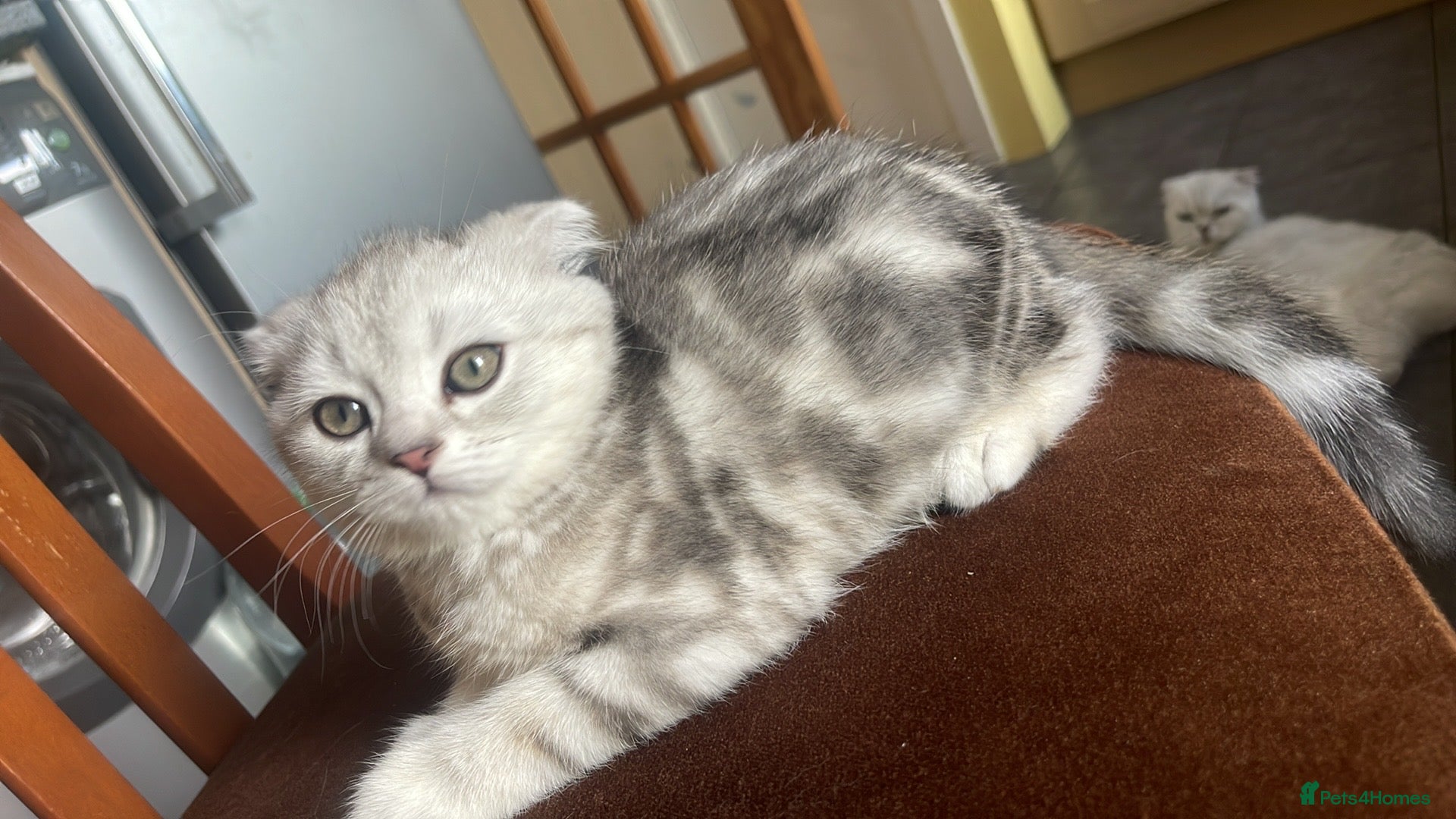 Scottish Fold cats for sale: Scottish Fold/Straight - Advert 6