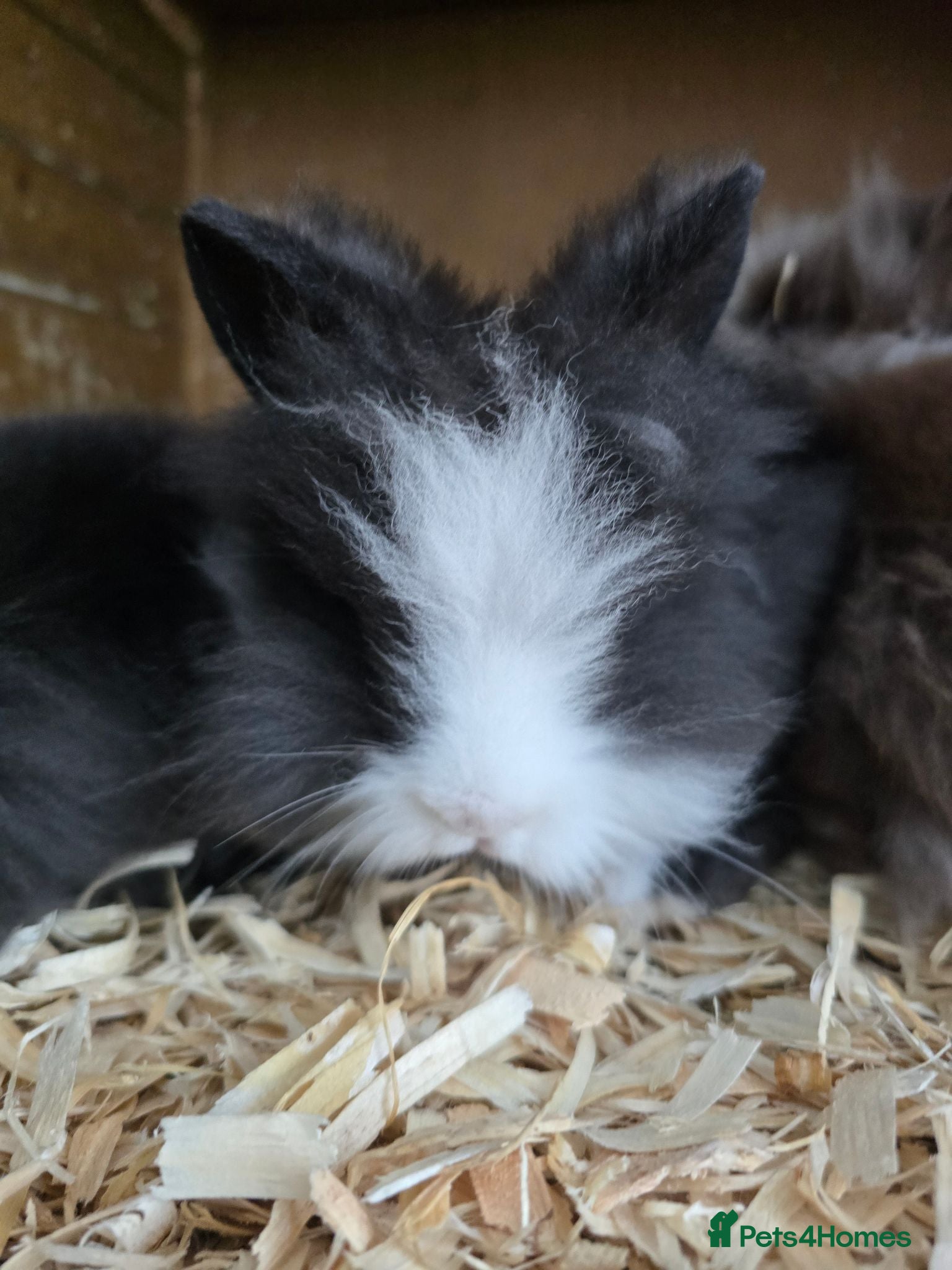 Lionhead rabbits 13 week old baby bunnies  - Advert 14