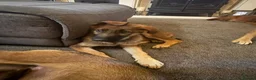 German Shepherd dogs for sale: 12 week old German shepherd puppies in Crook - Advert 14