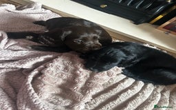 Cocker Spaniel dogs for sale: 2 beautiful cocker spaniels out of a litter of 7 - Image 19