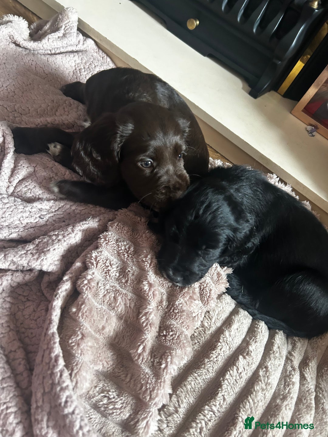 Cocker Spaniel dogs for sale: 2 beautiful cocker spaniels out of a litter of 7 - Image 19