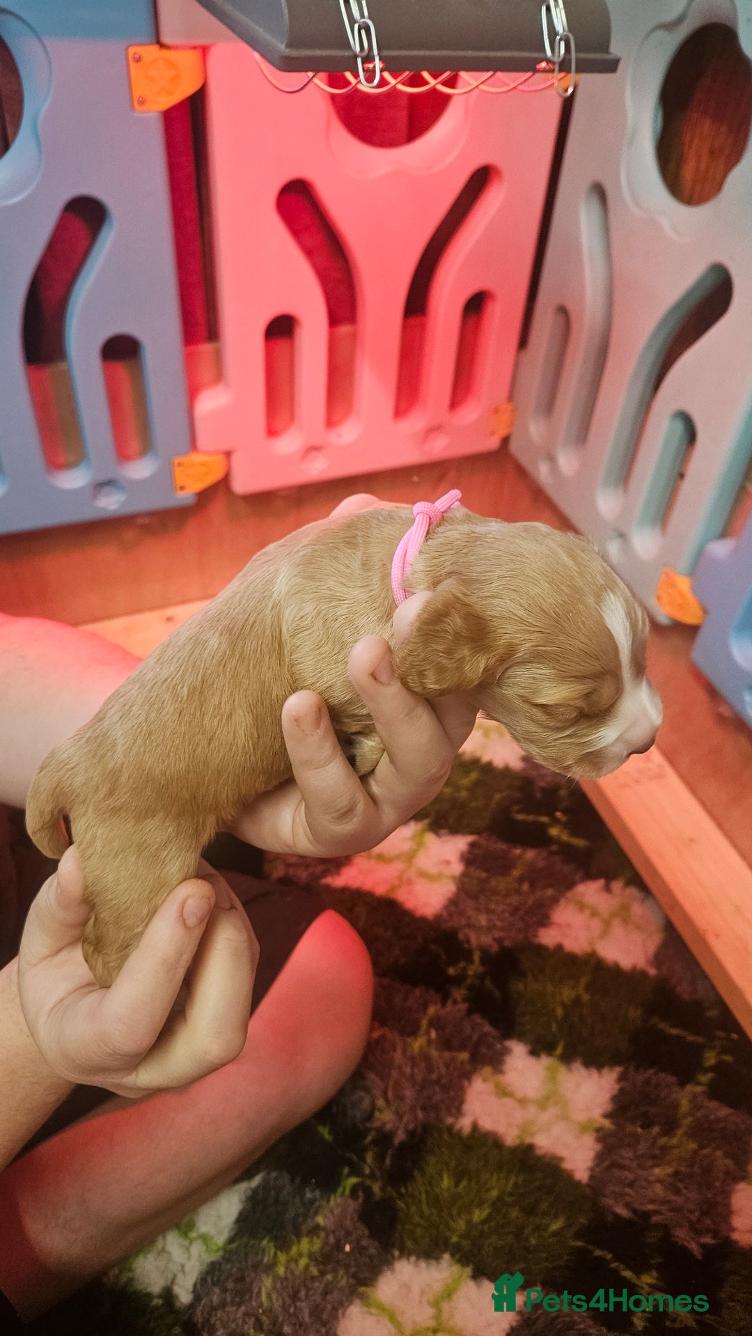 Cocker Spaniel dogs for sale: Beautiful cocker spaniel  - Image 4