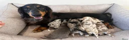 Miniature Dachshund dogs for sale: Beautiful Miniatures  - Advert 2