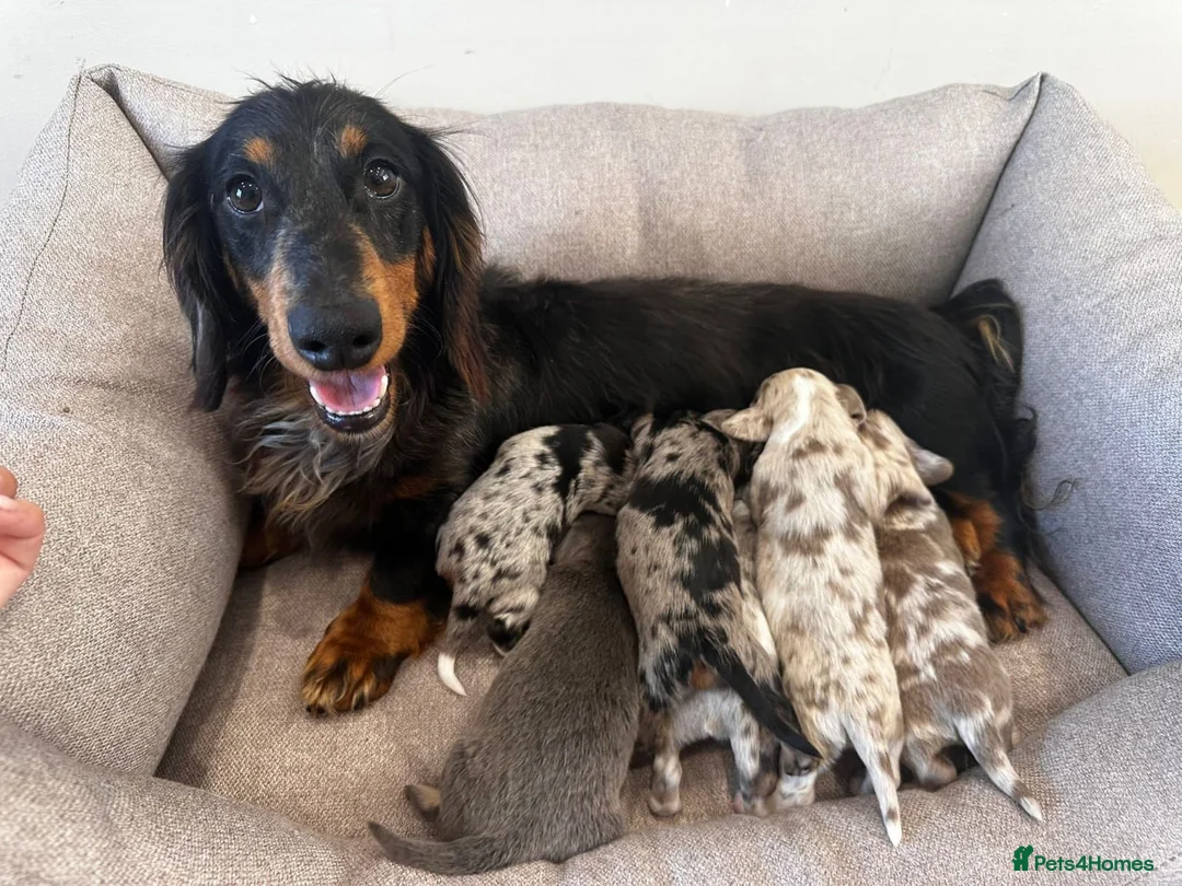 Miniature Dachshund dogs for sale: Beautiful Miniatures  - Advert 2