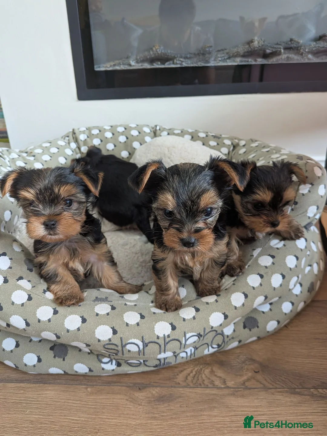 Yorkshire Terrier dogs for sale: Adorable Mini Toy Yorkshire Terrier Puppies - Advert 13