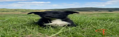 Pup 9