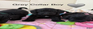 Miniature Schnauzer 1