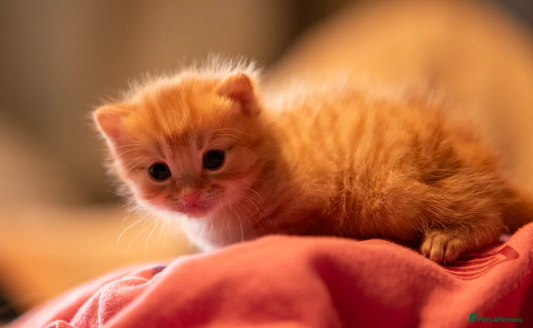 Mixed Breed cats for sale: Ragamuffin & Siamese tabby mixed - Advert 1